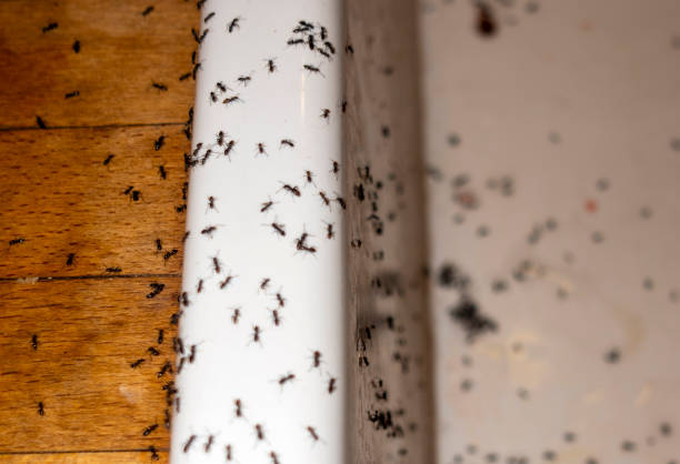 Best Ant Control Services  in Jennings, LA